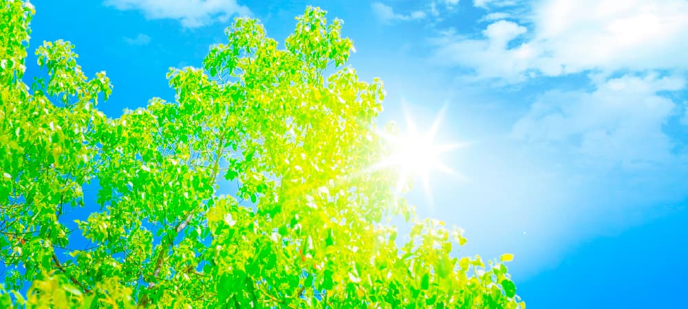 初夏の日差しイメージ
