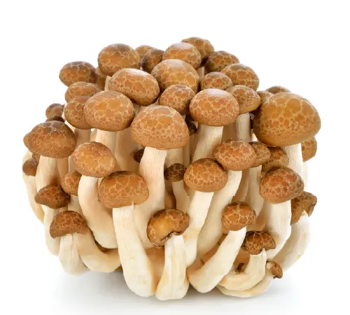 しめじイメージ