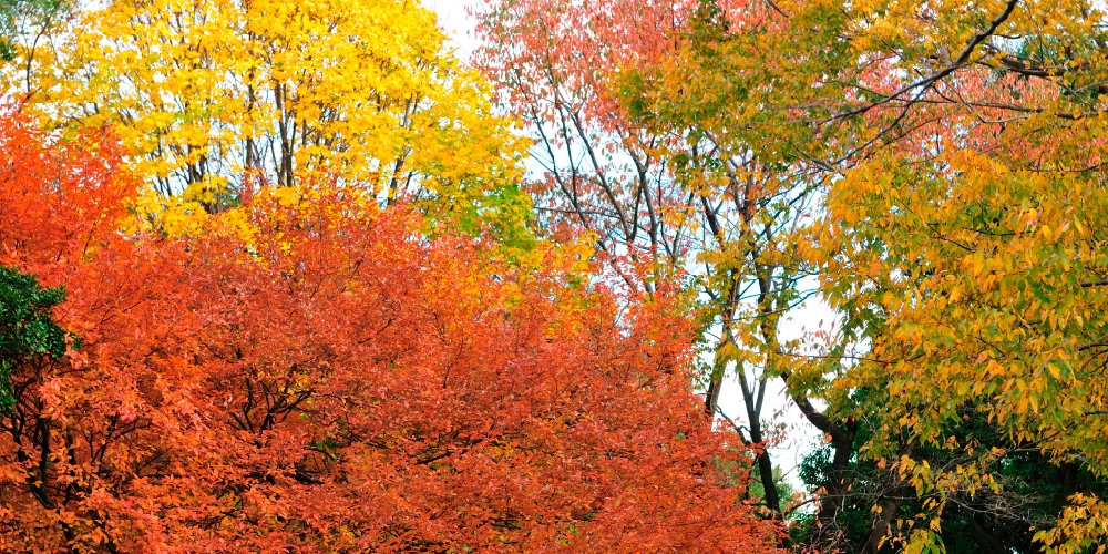 紅葉したヤマコウバシ