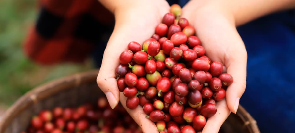 収穫したてのコーヒーチェリー